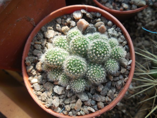DSCN8761