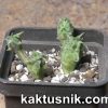 Duvalia sulcata 3