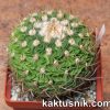 Echinofossulocactus multicostatus