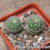 Echinofossulocactus multicostatus_