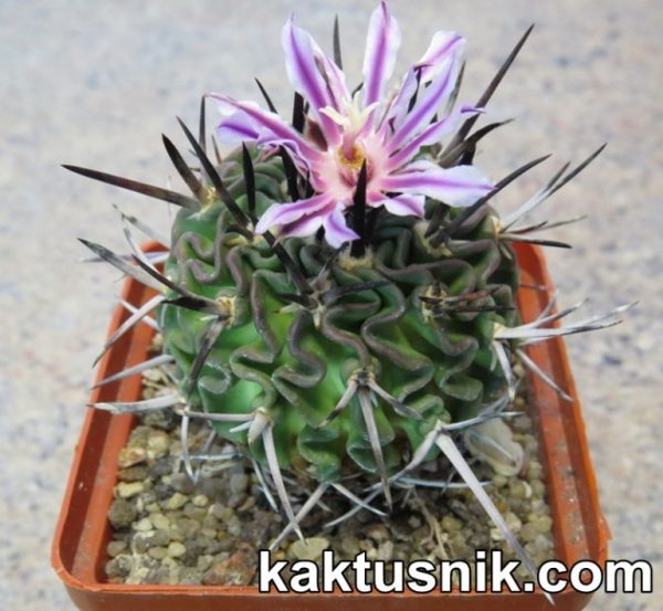 Echinofossulocactus sp. ‘Black spines’