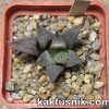 Haworthia ‘Black Major’ hybrid 1