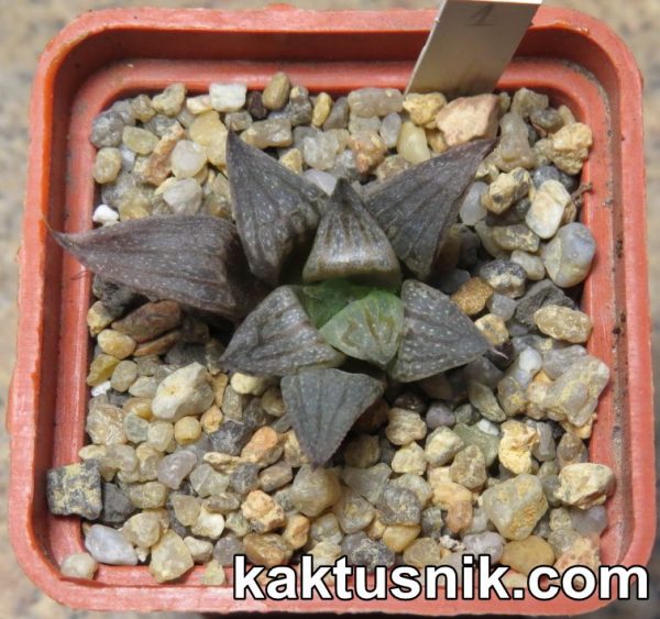 Haworthia ‘Black Major’ hybrid 1