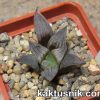 Haworthia ‘Black Major’ hybrid 1_