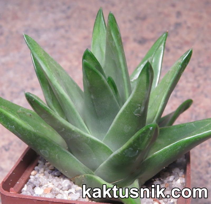 Haworthia marginata