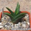 Haworthia nigra 1