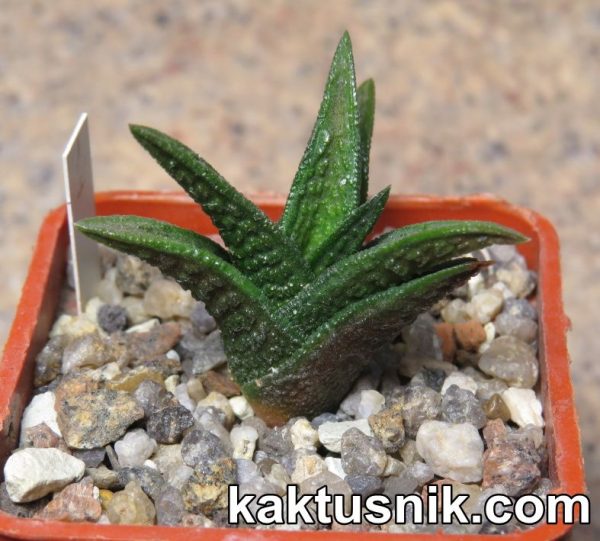 Haworthia nigra 1