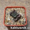 Haworthia truncata -Japan- 2_