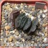 Haworthia truncata -Japan- 3