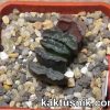 Haworthia truncata -Japan- 3_