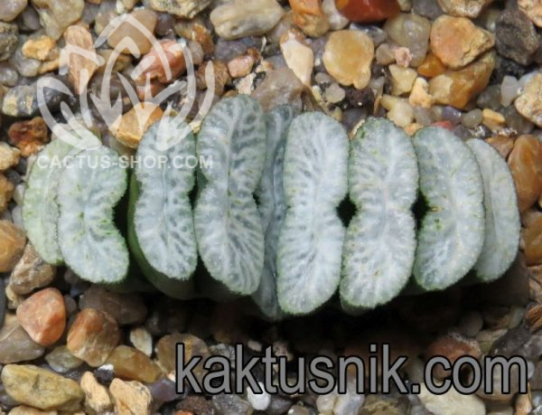 Haworthia truncata -Japan- VVG 8
