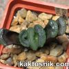 Haworthia truncata -Japan- VVG5