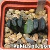 Haworthia truncata -Japan- VVG8