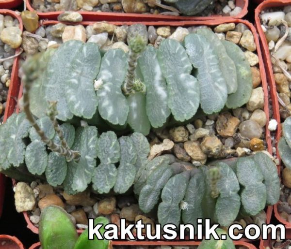 Haworthia truncata — Oudtshoorn-