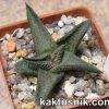 Haworthiopsis woolleyi -Kleinport- x Haworthia koelmaniorum 2