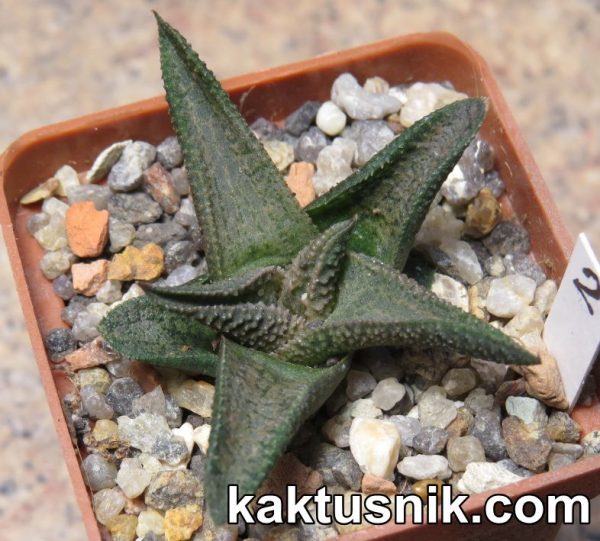 Haworthiopsis woolleyi -Kleinport- x Haworthia koelmaniorum 2