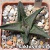 Haworthiopsis woolleyi -Kleinport- x Haworthia koelmaniorum 2_