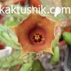 Huernia rosea D1355