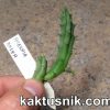 Huernia rosea RH1317 Seal-Quaidah Yemen