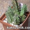 Huernia saudi — arabica 15226 №1 Huernia saudi — arabica 15226 №1