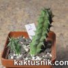 Huernia saudi — arabica 15226 №2