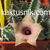 Huernia thuretii var.primulina