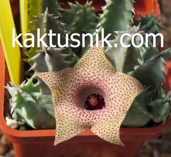 Huernia thuretii var.primulina