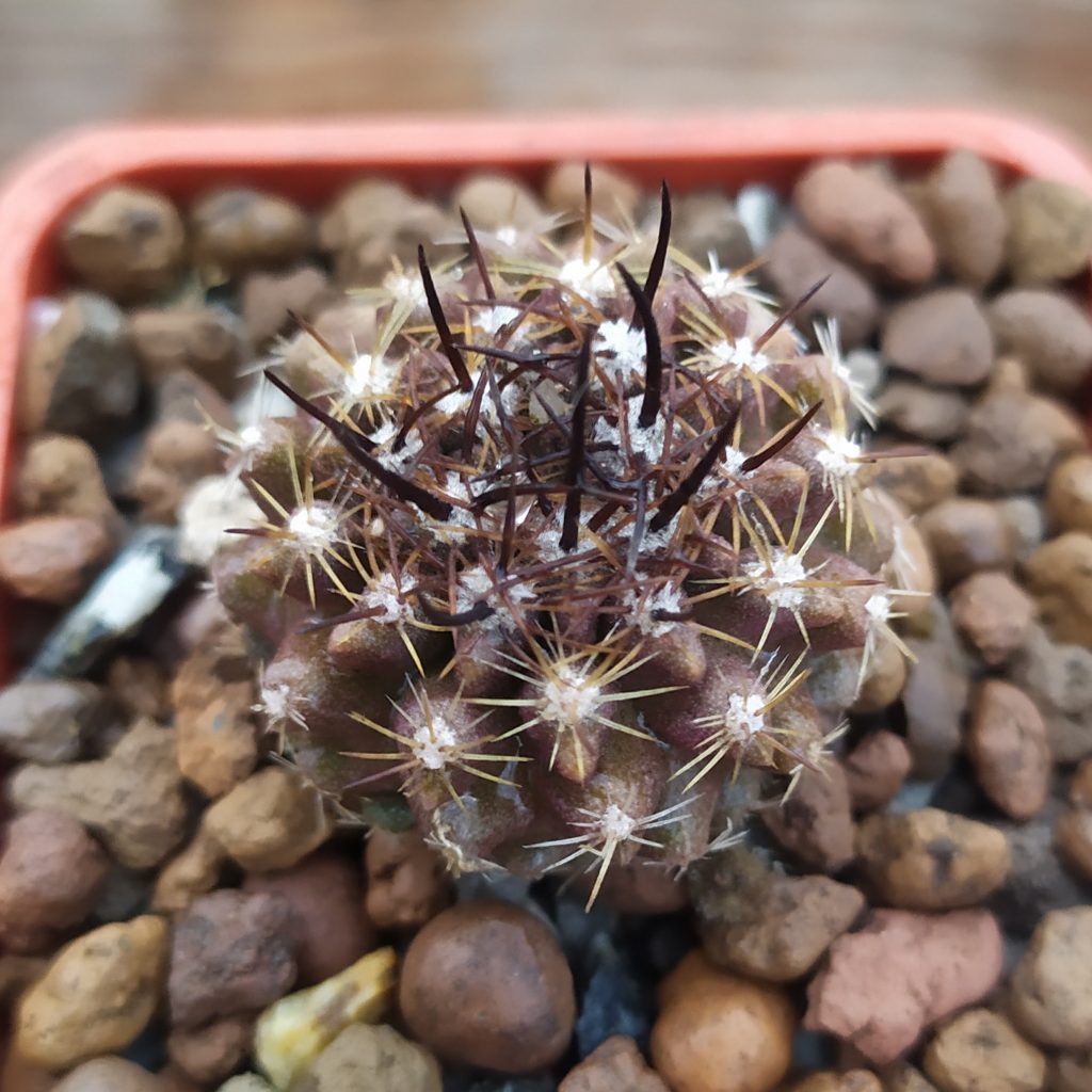 Товары — Cactus-shop