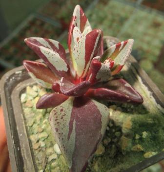 lenophyllum guttatum variegata  Cactus-shop