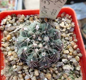 411.741 gymnocalycium borthii ssp. nogolense VG410/1