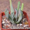 Kalanchoe thyrsiflora f. mostruosa 2