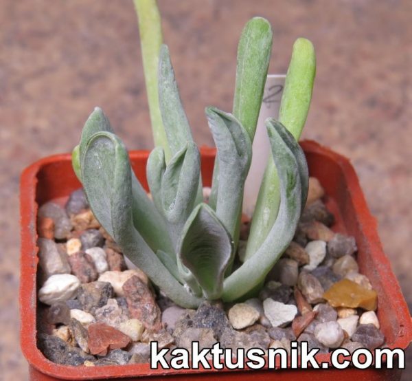 Kalanchoe thyrsiflora f. mostruosa 2