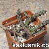 Stapelianthus decaryi_