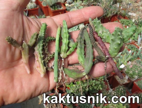 Succulent Asclepiadaceae mix