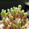 10pcs-monilaria-obconica-succulent-plants-seeds-garden-aizoaceae-perennial-herb