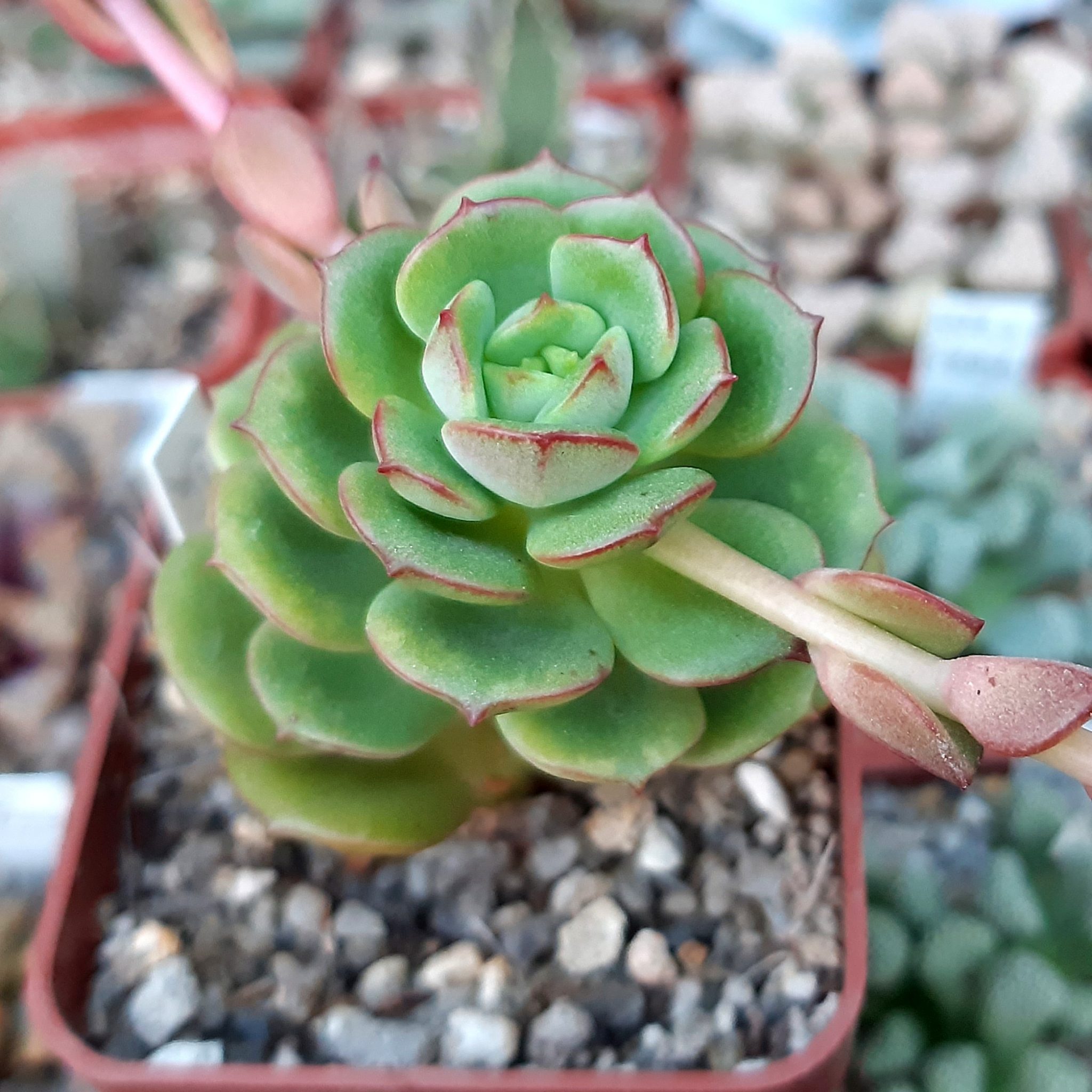 Sedeveria 'Letizia' — Cactus-shop