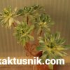 Aeonium castello-paivae f. variegata 2