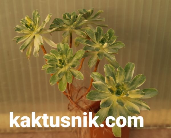 Aeonium castello-paivae f. variegata 2