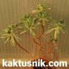 Aeonium castello-paivae f. variegata 2_