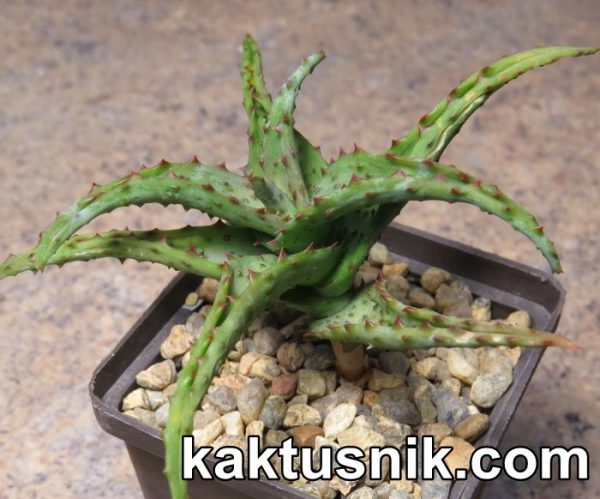 Aloe castilloniae clon B