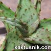 Aloe castilloniae clon B_