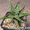 Aloe castilloniae clon B__