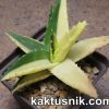 Aloe nobilis f. variegata