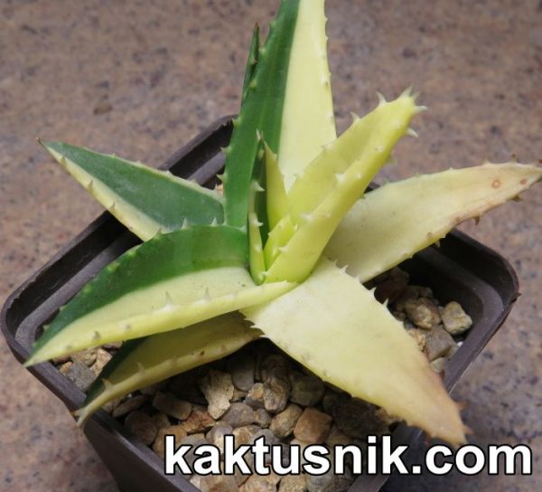 Aloe nobilis f. variegata
