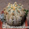 Astrophytum crassispinoides x asterias ‘SUPER KABUTO’_