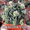 Crassula ‘Celia’