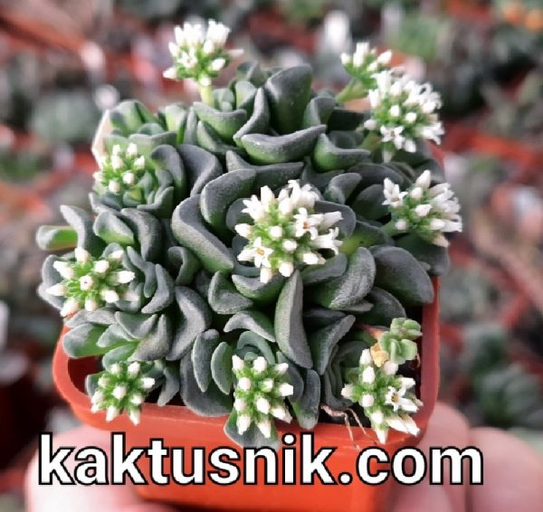 Crassula ‘Celia’