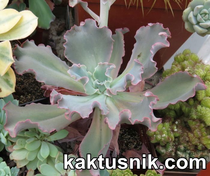 Echeveria 'Candy Wright' —
