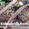 Euphorbia platyclada _