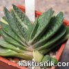 Gasteria gracilis f variegata 1_